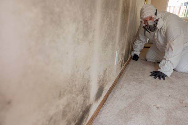 Mold Documentation for Insurance Claims in Dayton, IN